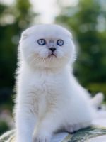 Scottish Fold Female Kitten