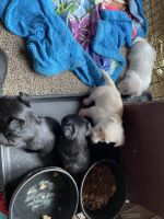 Scottish Terrier Puppies for sale in Rupert, ID 83350, USA. price: $2,000