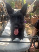 Scottish Terrier Puppies for sale in Frisco, TX, USA. price: $1,700