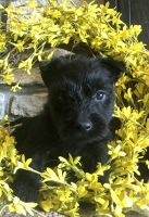 Scottish Terrier Puppies for sale in Osborne, KS 67473, USA. price: $900