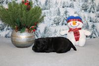 Scottish Terrier Puppies for sale in Chanute, Kansas. price: NA