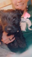 Scottish Terrier Puppies for sale in 1312 Leonard Rd, Mancelona, MI 49659, USA. price: $2,500