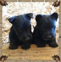 Scottish Terrier Puppies for sale in Shreveport, LA, USA. price: $800