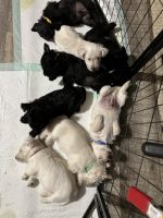 Ready Easter weekend- 1st set of shots wheatens and brindles