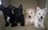 Scottish Terrier Puppies for sale in Ashburn, VA, USA. price: $400