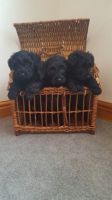 Scottish Terrier Puppies for sale in 200 N Spring St, Los Angeles, CA 90012, USA. price: $600