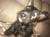 Scottish Terrier Puppies for sale in Philadelphia, PA, USA. price: $450