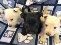 Scottish Terrier Puppies for sale in Dallas, TX, USA. price: $400
