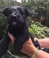 Scottish Terrier Puppies for sale in NJ-3, Clifton, NJ, USA. price: $500