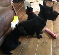 Scottish Terrier Puppies for sale in TX-249, Houston, TX, USA. price: $200