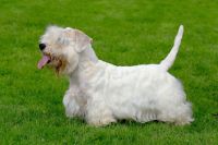Sealyham Terrier Puppies Photos