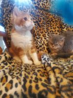 Selkirk Rex Cats for sale in Springfield, MO, USA. price: $550