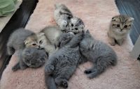 Selkirk Rex Cats for sale in Orlando, FL, USA. price: $1,300