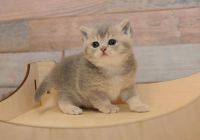 Selkirk Rex Cats for sale in Katy, TX, USA. price: $1,200