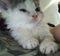 Selkirk Rex Cats for sale in Milwaukee, WI 53219, USA. price: $200