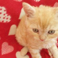 Selkirk Rex Cats for sale in New Caney, TX 77357, USA. price: $400