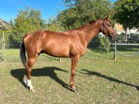 Selle Francais Horses for sale in 2350 E Riverview Dr ste 100, Phoenix, AZ 85034, USA. price: $7,000