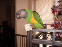 Senegal Parrot Birds Photos