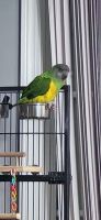 Senegal Parrot Birds Photos