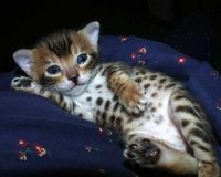 Serengeti Cats for sale in Indianapolis, IN, USA. price: NA