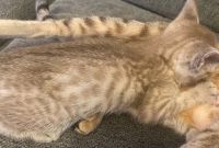 Serengeti Cats for sale in Fresno Ct, Markham, ON L3R, Canada. price: $700