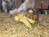 Seychelles giant tortoise Reptiles Photos