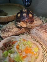 Seychelles giant tortoise Reptiles Photos