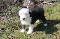 Shagtime Old English Sheepdogs