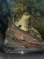 Shark Catfish Fishes Photos