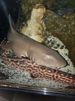 Shark Catfish Fishes for sale in Murrieta, CA, USA. price: $400