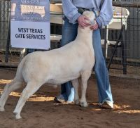 Sheep Animals for sale in Abilene, TX, USA. price: $100