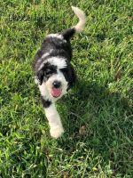 F1b Sheepadoodle