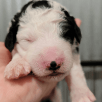 Sheepadoodle Puppies for sale in Fairmont, MN 56031, USA. price: $1,500