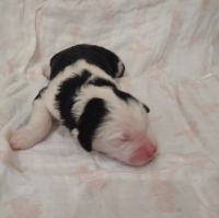 Sheepadoodle Puppies for sale in Durham, NC, USA. price: $1,500