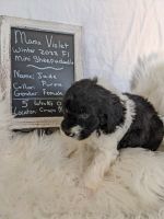 Mini Sheepadoodles - Available March 10th