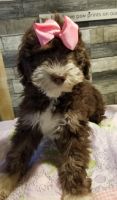 Sheepadoodle Puppies for sale in Olathe, KS, USA. price: $500
