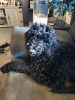 Sheepadoodle Puppies for sale in Spencer, IA 51301, USA. price: $500