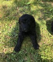 Shepadoodles, the best of both worlds