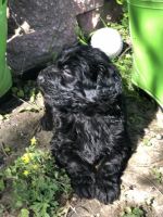 Shepadoodles, the best of both worlds