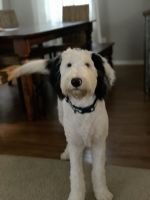 Max - sheepadoodle