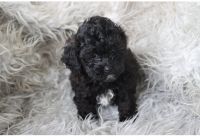 sheepadoodle male & female