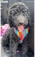 sheepadoodle male & female