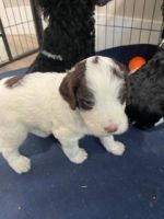 Sheepadoodle Puppies for sale in Tucson, AZ, USA. price: $2,000