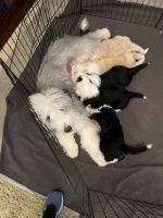 MINI SHEEPADOODLE