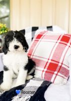 Sheepadoodle Puppies for sale in Sulphur Springs, TX 75482, USA. price: $900