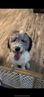 Sheepadoodle Puppies for sale in Orlando, FL, USA. price: $1,200