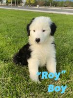 Sheepadoodle Puppies for sale in Albuquerque, NM 87121, USA. price: $70,000