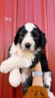 Sheepadoodle Puppies For Sale