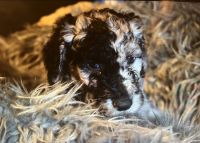 Male merle Standard Sheepadoodle puppy