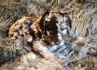 Male merle Standard Sheepadoodle puppy